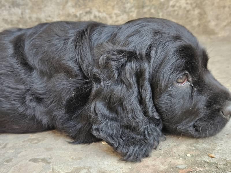 Cocker spaniel 18
