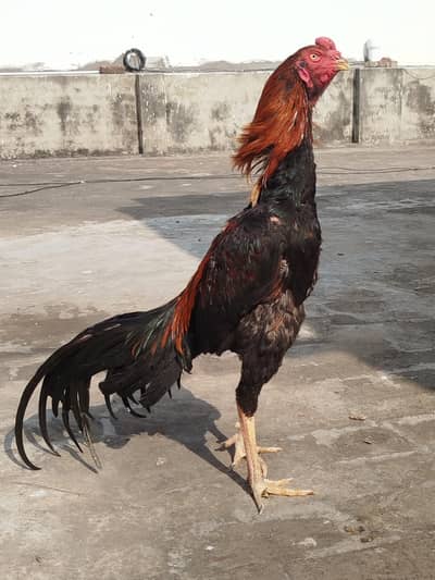 Aseel pakko cross patha