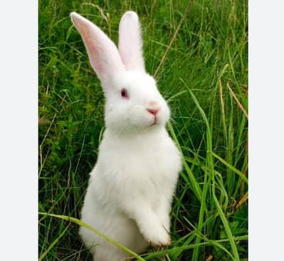BUNNY RABBITS FOR SALE BLACK ANGORA/RED EYES/DESI BLACK AND WHITE