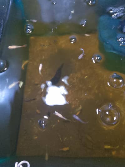 Guppi fish Kidz for sell