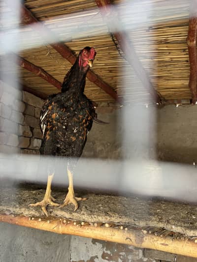 Golden Heavy Buff Male A-Grade