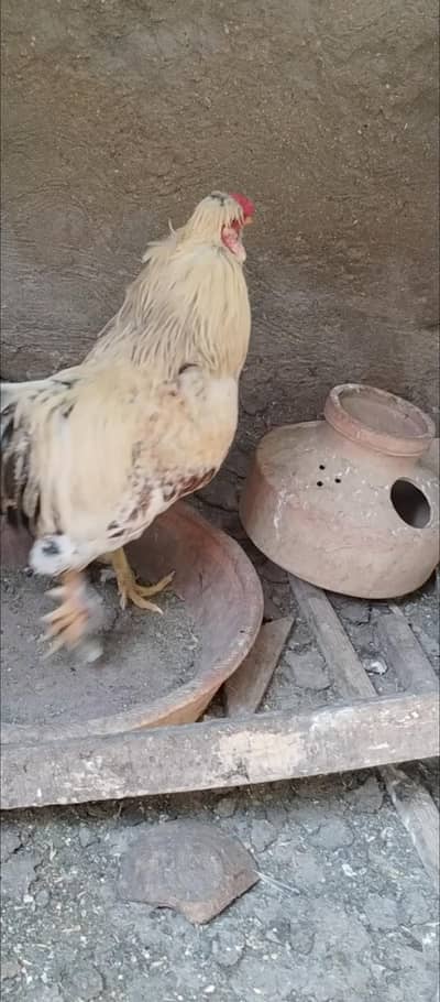 fancy rooster big size heavy