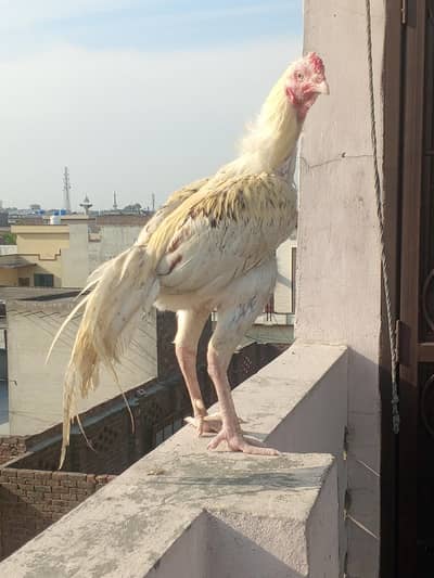 Aseel Hen/Murga /Boska Breader/Hint 2.5years Breader Hen/1