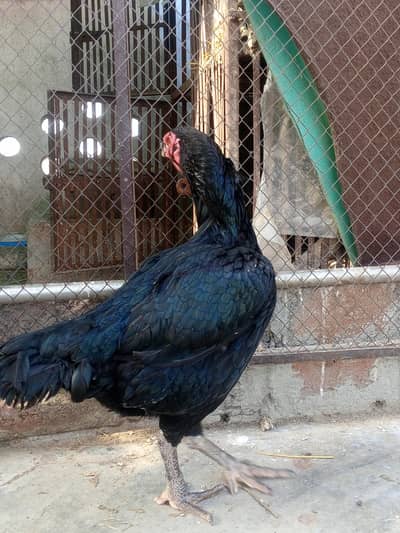 Aseel Hen/Murga /Boska Breader/Hint 2.5years Breader Hen/1