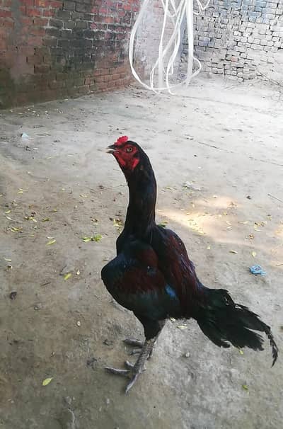 thai aseel pakoy  urgent sale very good breed whatsapp 03147563639