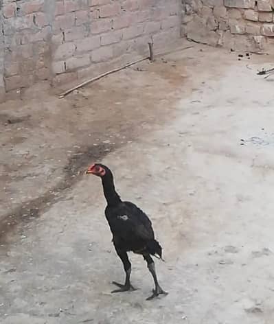 thai aseel pakoy  urgent sale very good breed whatsapp 03147563639