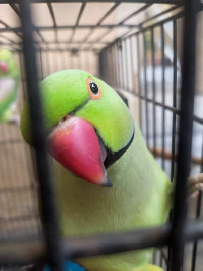 Kashmiri gaani parrots