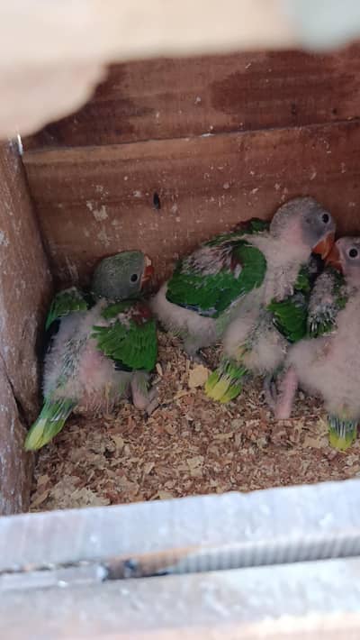 Kashmiri Raw chicks healthy and strong