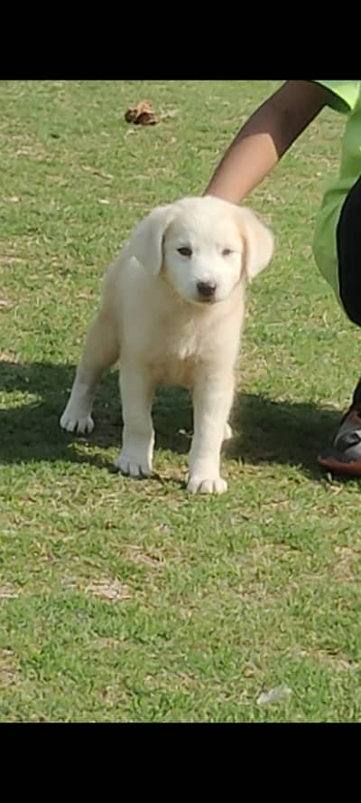 golden retriever female healthy and active one vaccine done