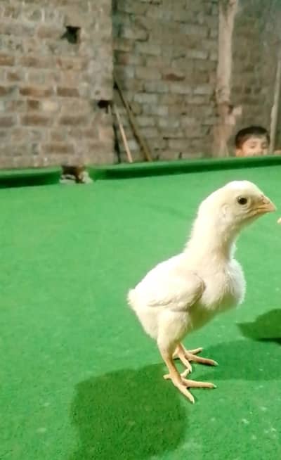 shamo aseel chicks 03124143155