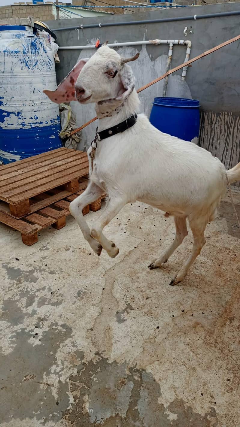 Bakra 0