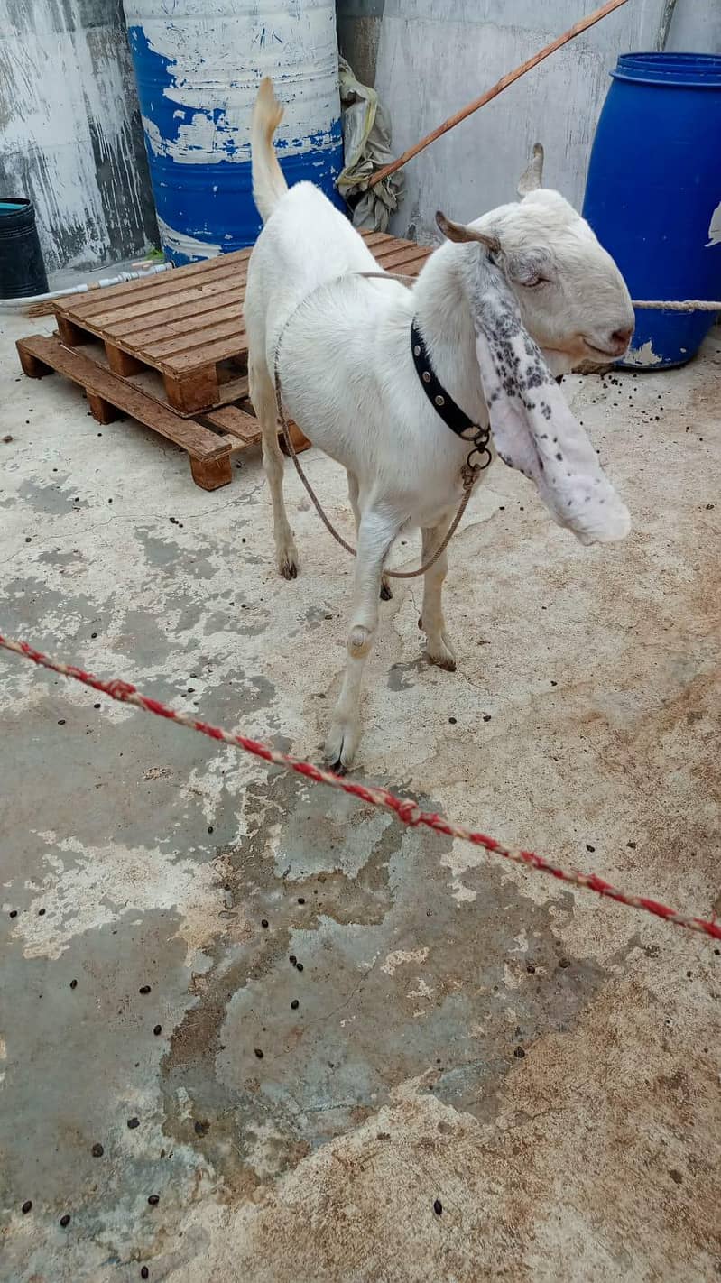 Bakra 2