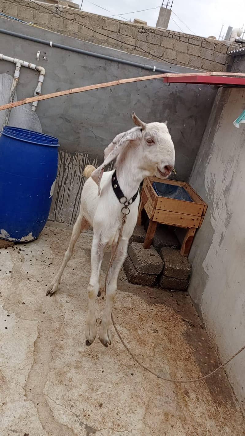 Bakra 4