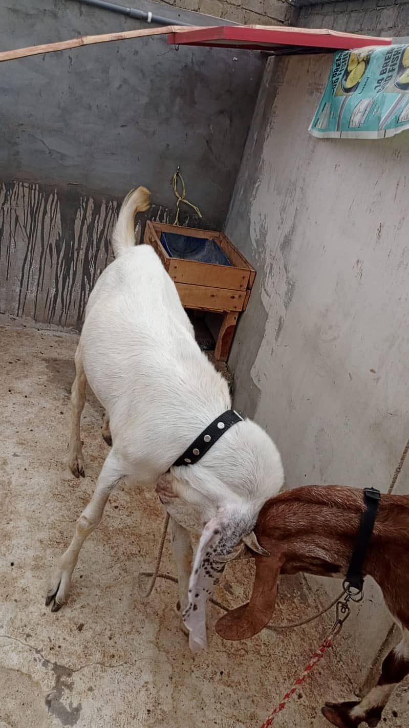 Bakra 5