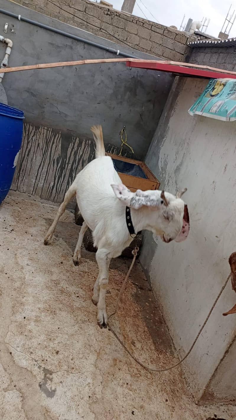 Bakra 6