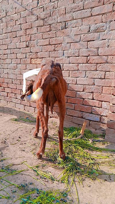 Ghr ki Desi bakri  goat for sale mo sa 4 dant ha