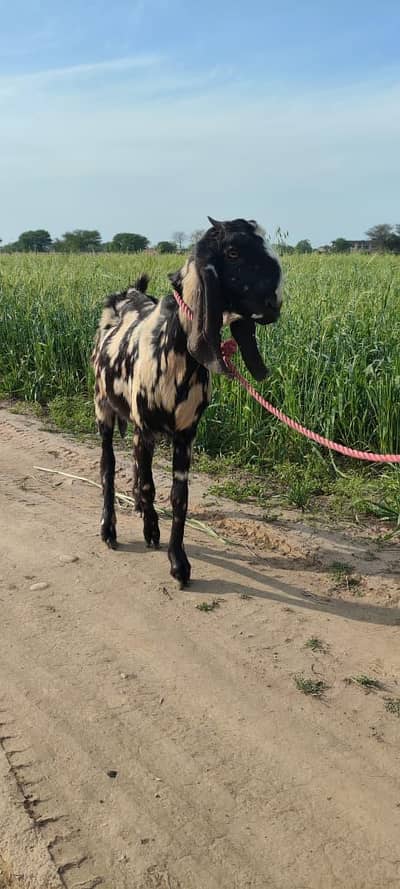 final rate no behas urgent sale location Near Kala Gujran Jhelum