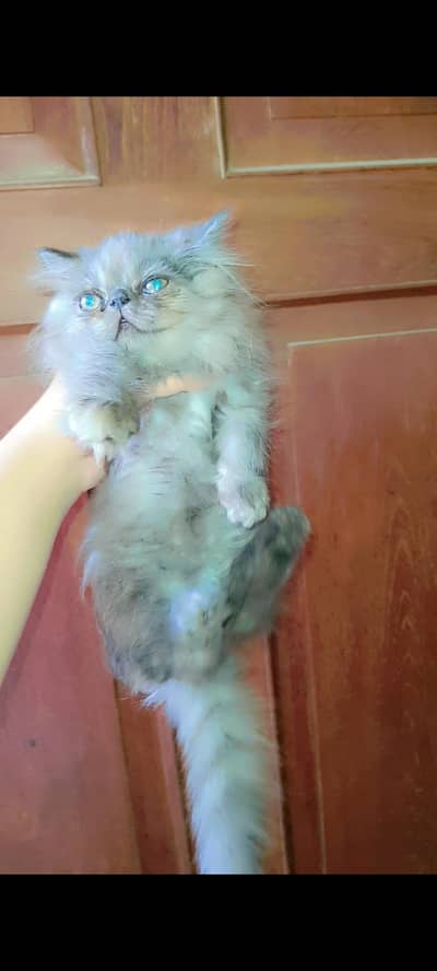 PERSIAN PIKI KITTEN MALE PEKE PEEKI