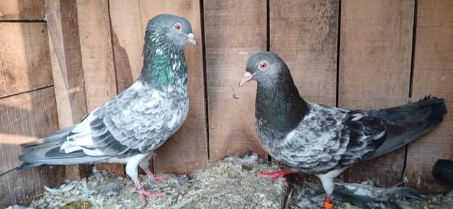 original Kamager Pair for sale