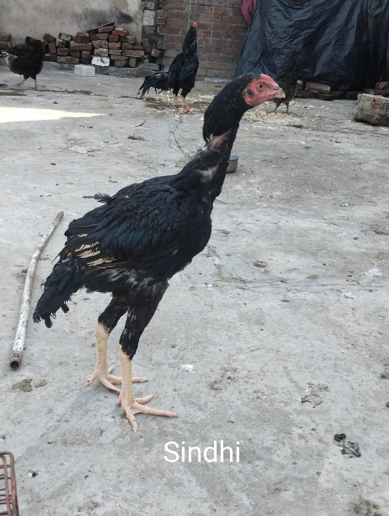 burmi+Sindhi chicks 2