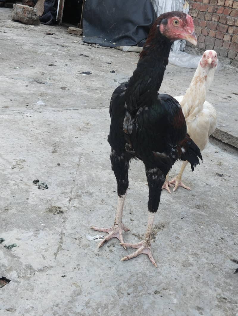 burmi+Sindhi chicks 3