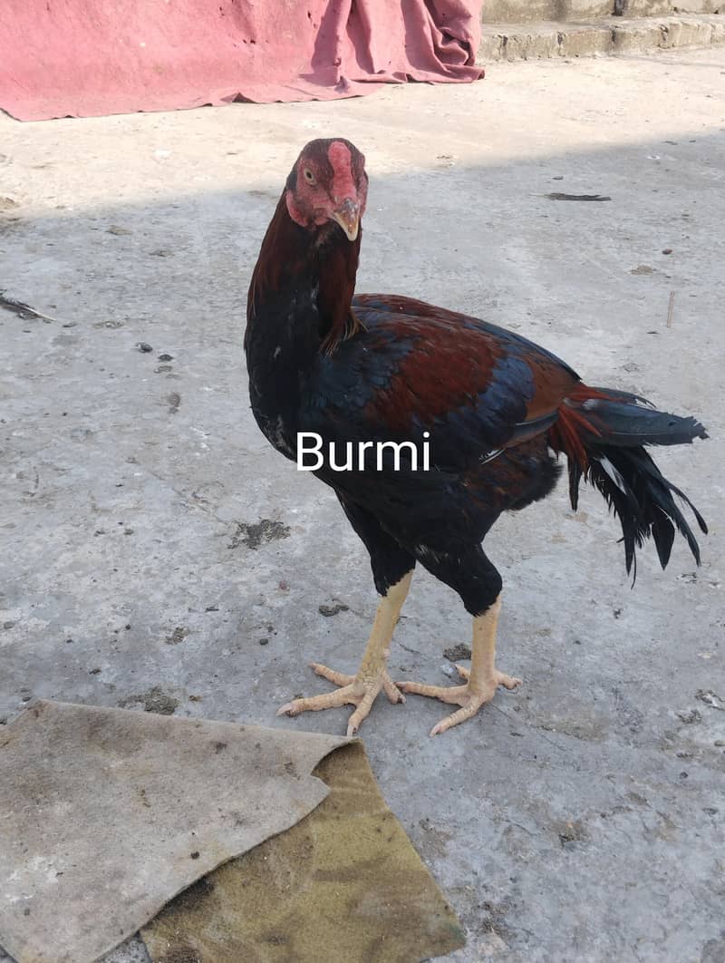 burmi+Sindhi chicks 4