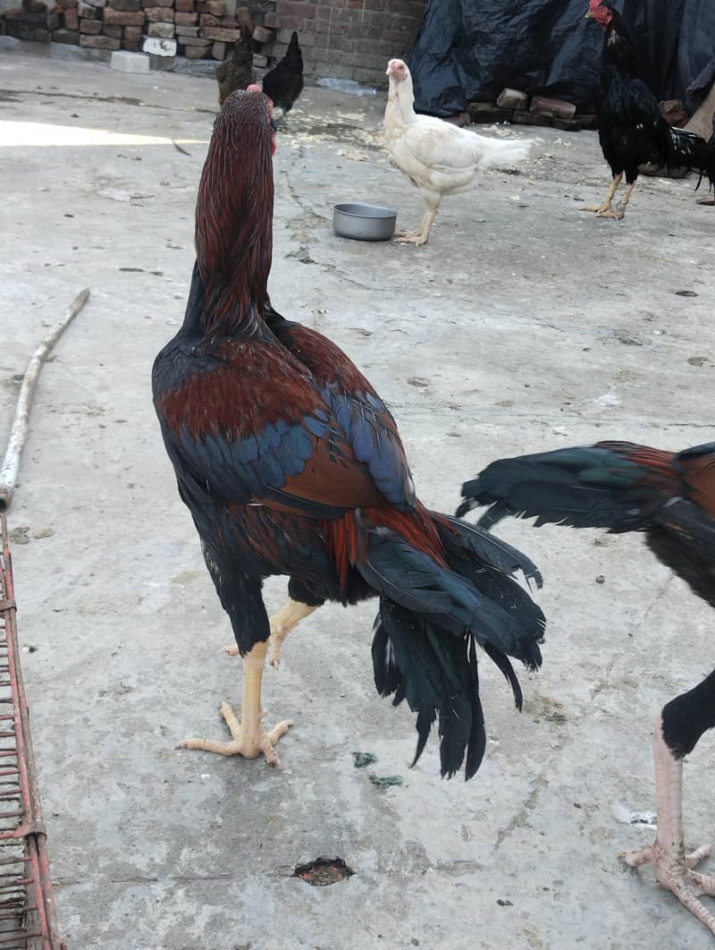 burmi+Sindhi chicks 5