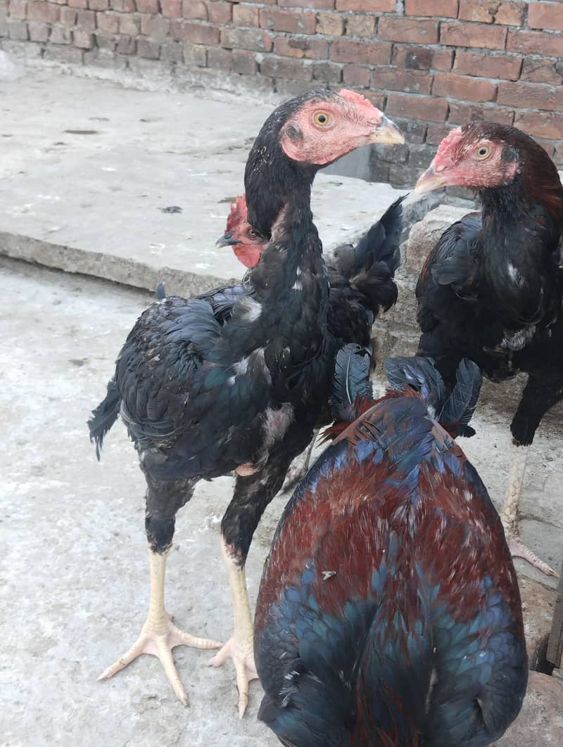 burmi+Sindhi chicks 7