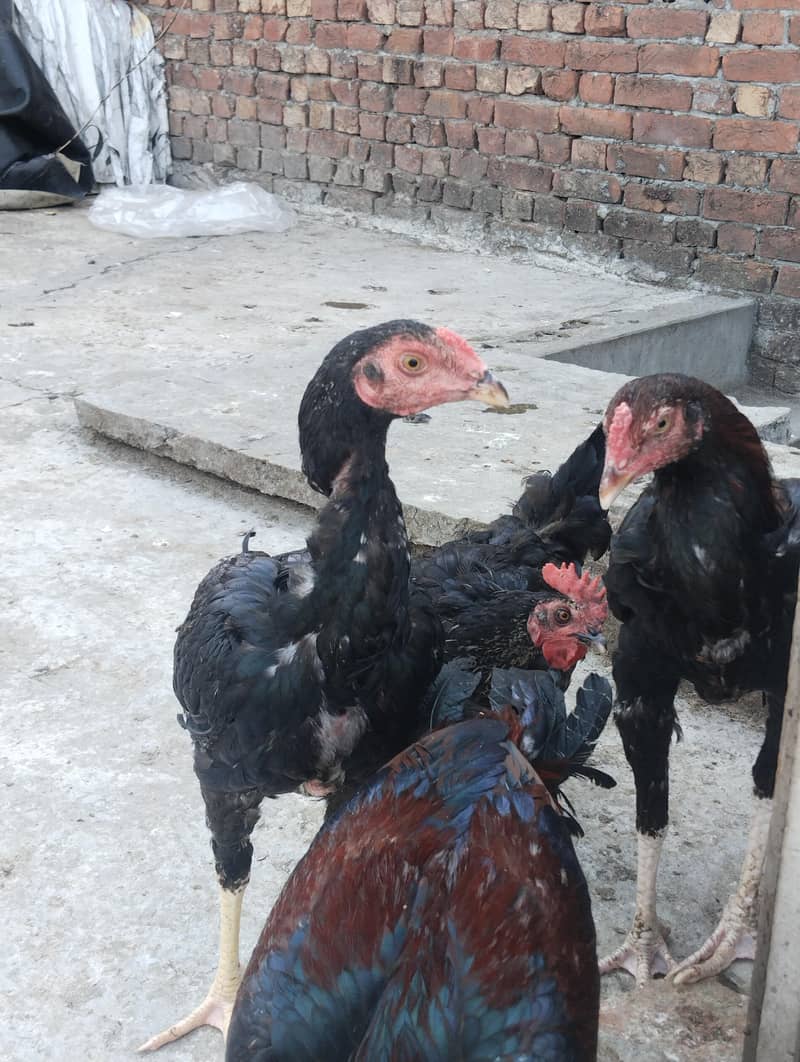 burmi+Sindhi chicks 8