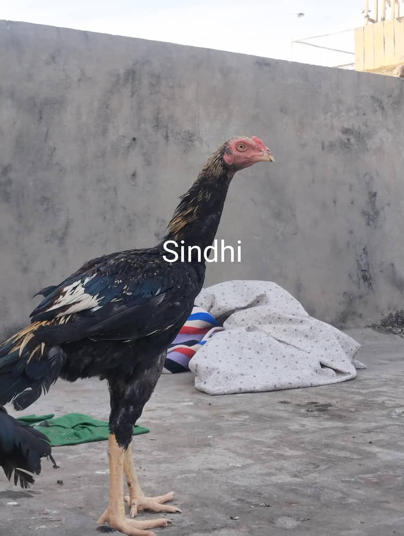 burmi+Sindhi chicks 9