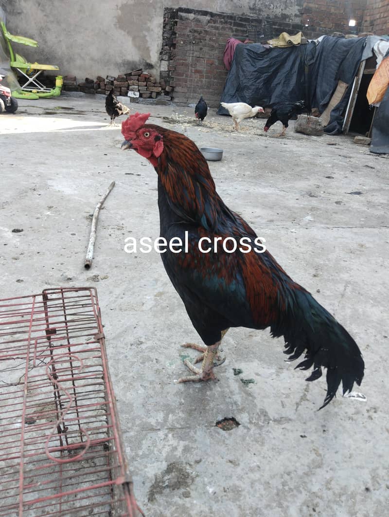 burmi+Sindhi chicks 10