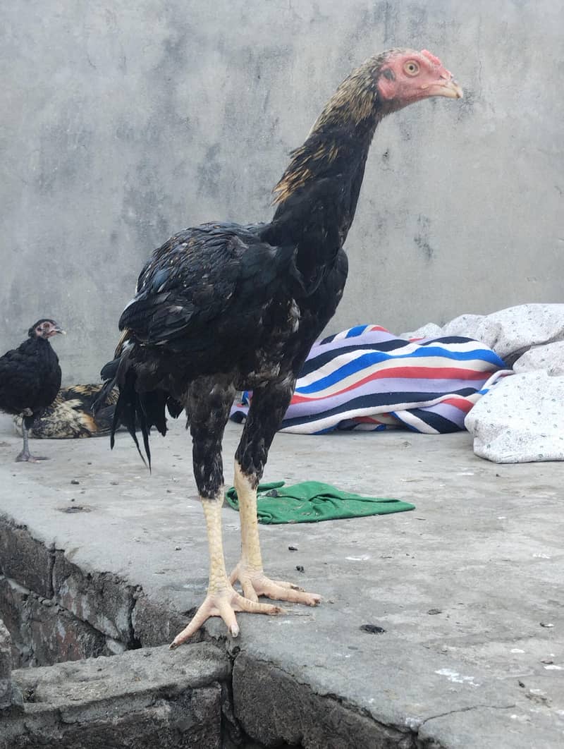 burmi+Sindhi chicks 11