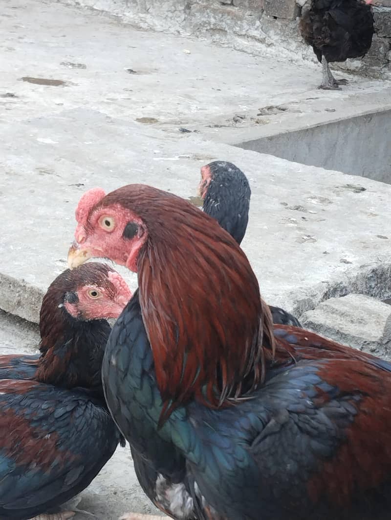 burmi+Sindhi chicks 12