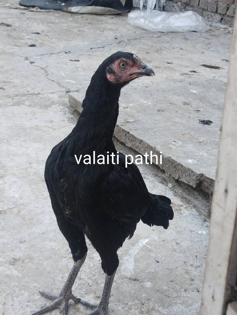 burmi+Sindhi chicks 13