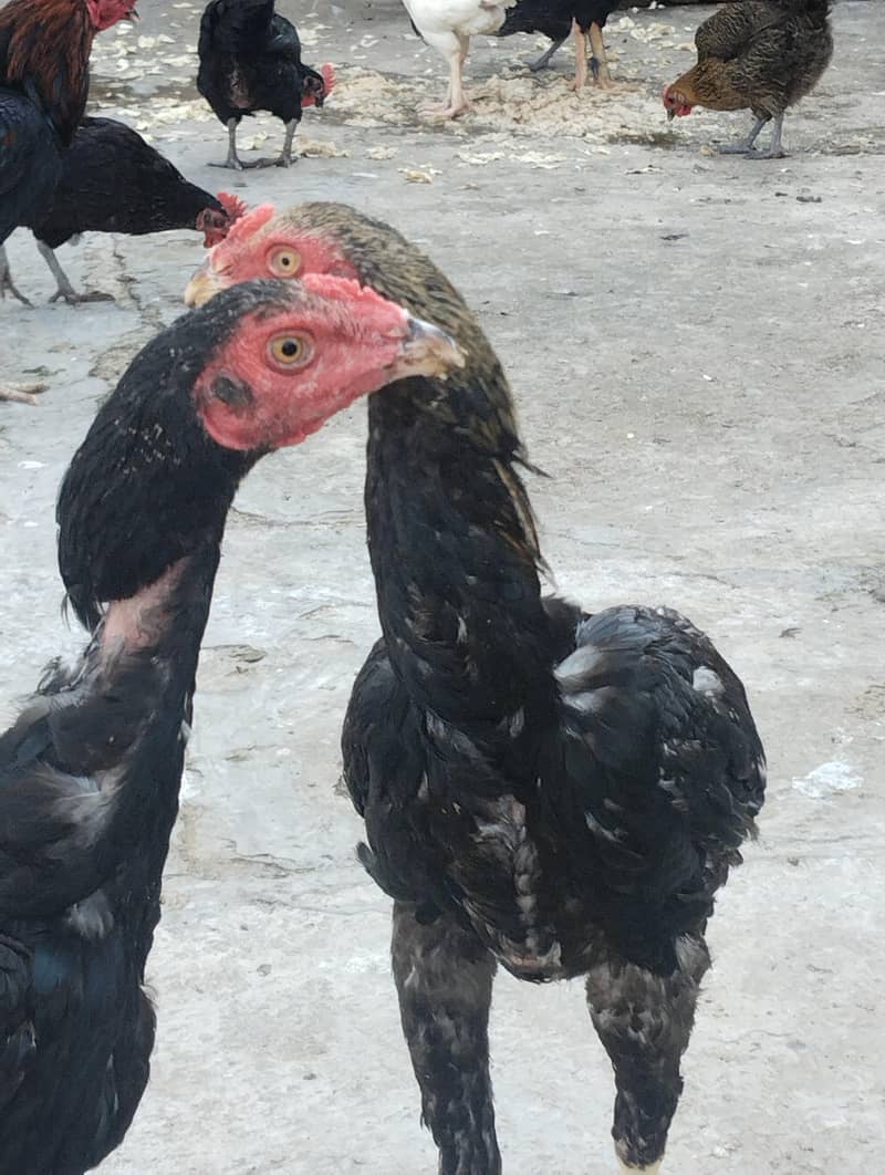 burmi+Sindhi chicks 15