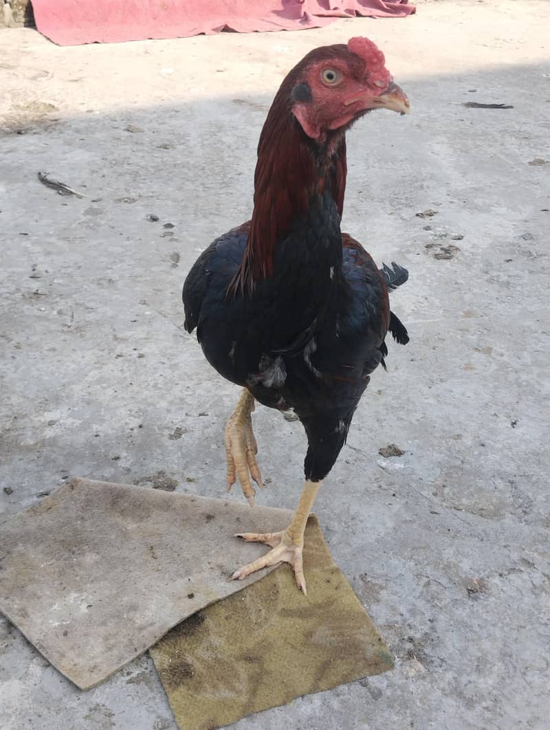 burmi+Sindhi chicks 17