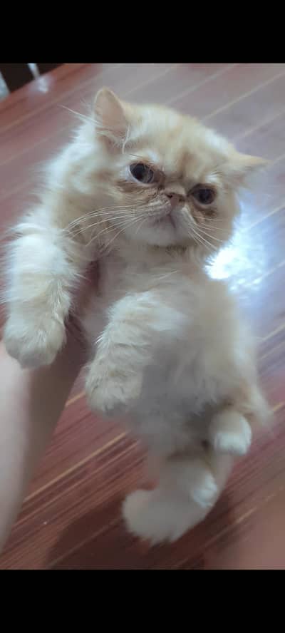 Persian piki male kitten peeki cat