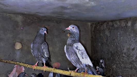 high flying 0 Kali bachy for sale