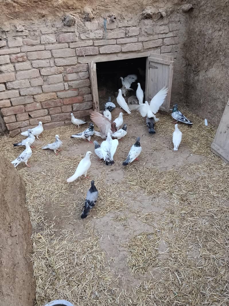 دیسی اور ولایتی کبوتر 0