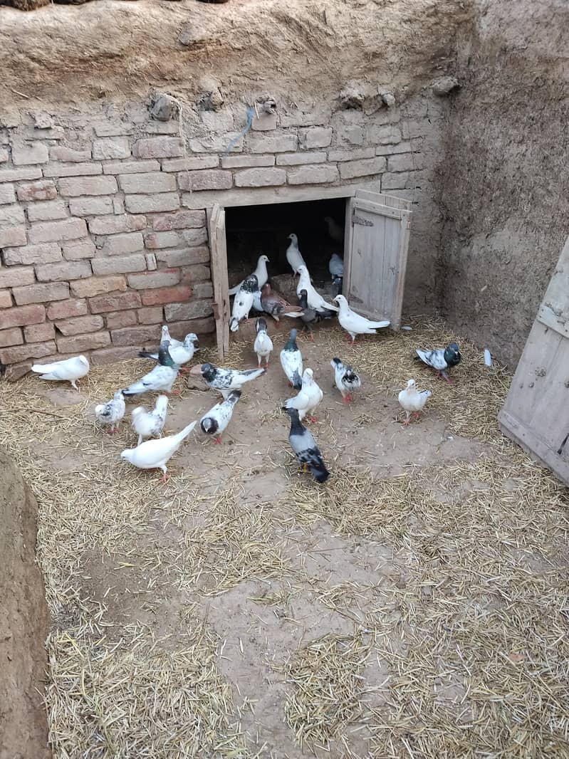 دیسی اور ولایتی کبوتر 1