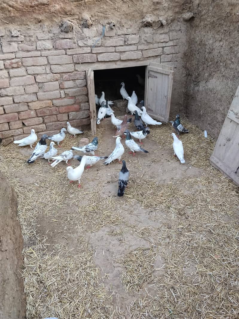 دیسی اور ولایتی کبوتر 2