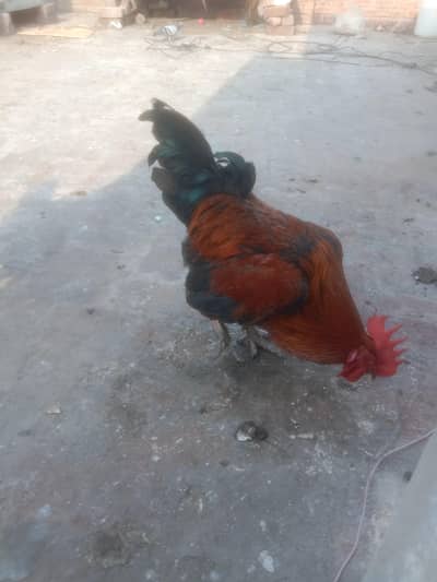 Desi Red Murgha for sale