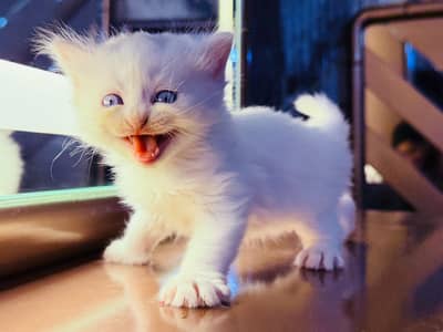 tripper coat  persian kitten