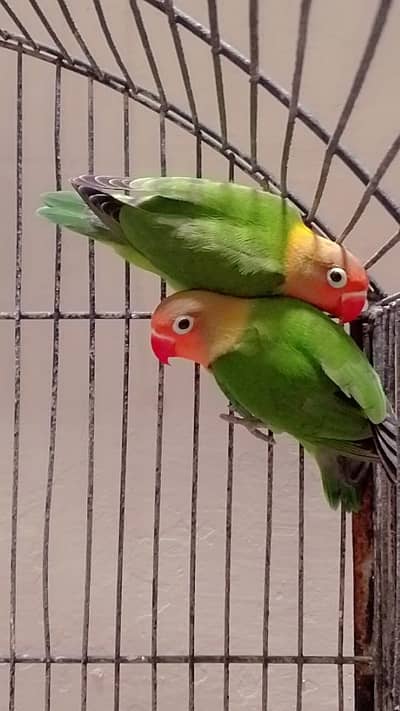 Fisher and blue pasnata pair