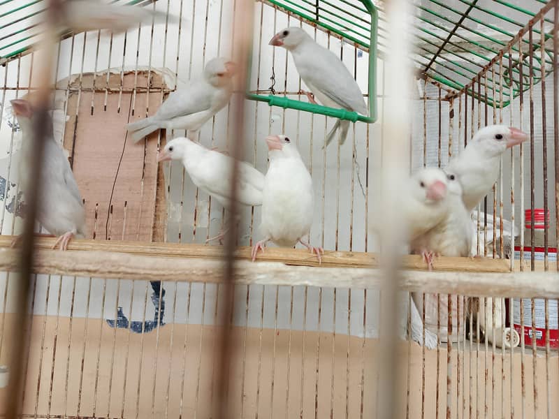 Silver Java And White Java Chicks Available 0