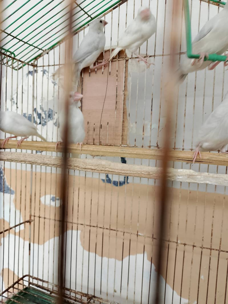 Silver Java And White Java Chicks Available 1