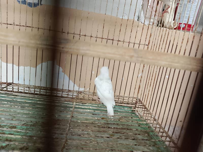 Silver Java And White Java Chicks Available 2