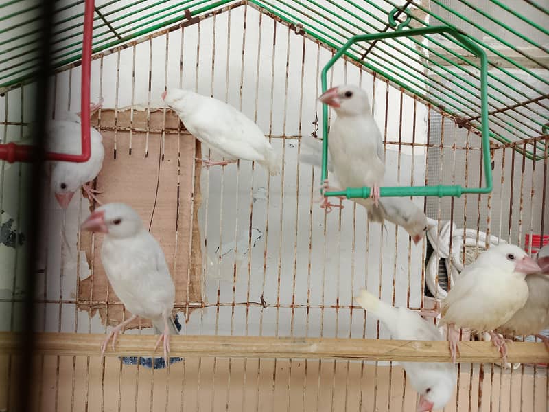 Silver Java And White Java Chicks Available 3