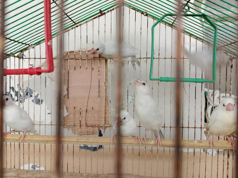 Silver Java And White Java Chicks Available 4