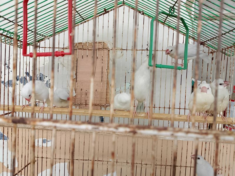 Silver Java And White Java Chicks Available 5